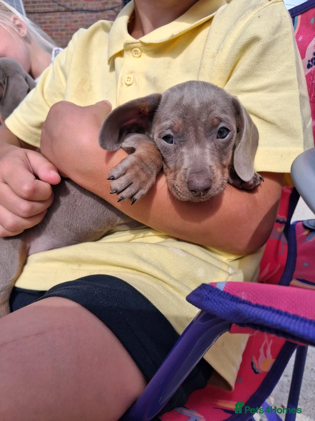 Miniature Dachshund dogs for sale: Beautiful Miniature Dachshund Stuning little pups. in Stevenage - Advert 2
