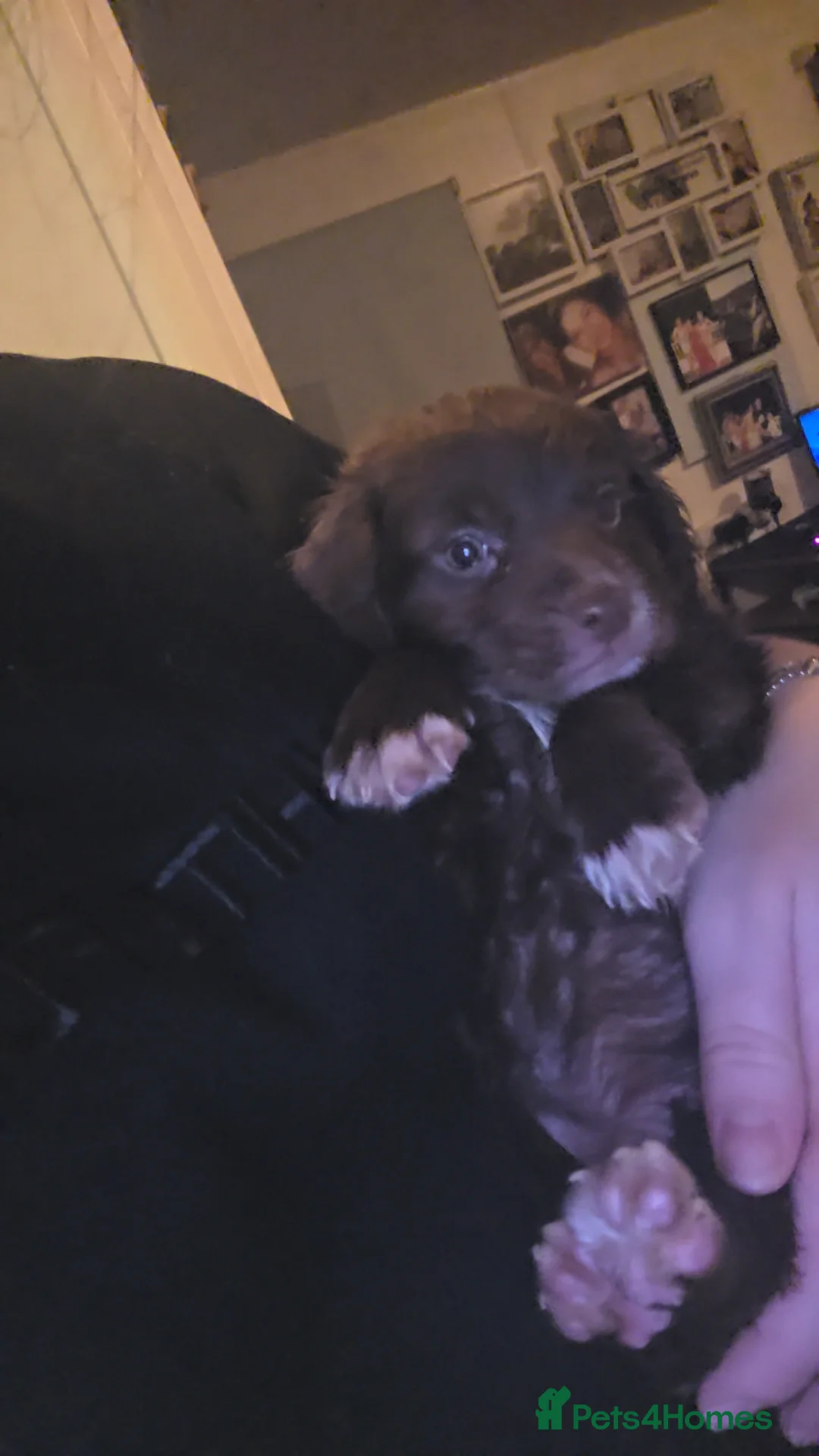 Cockapoo dogs for sale: Cockapoo puppies  - Advert 15