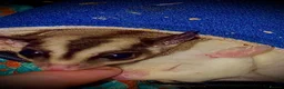 Sugar Glider rodents for sale: Kiwi and Lychee in Leatherhead - Advert 1