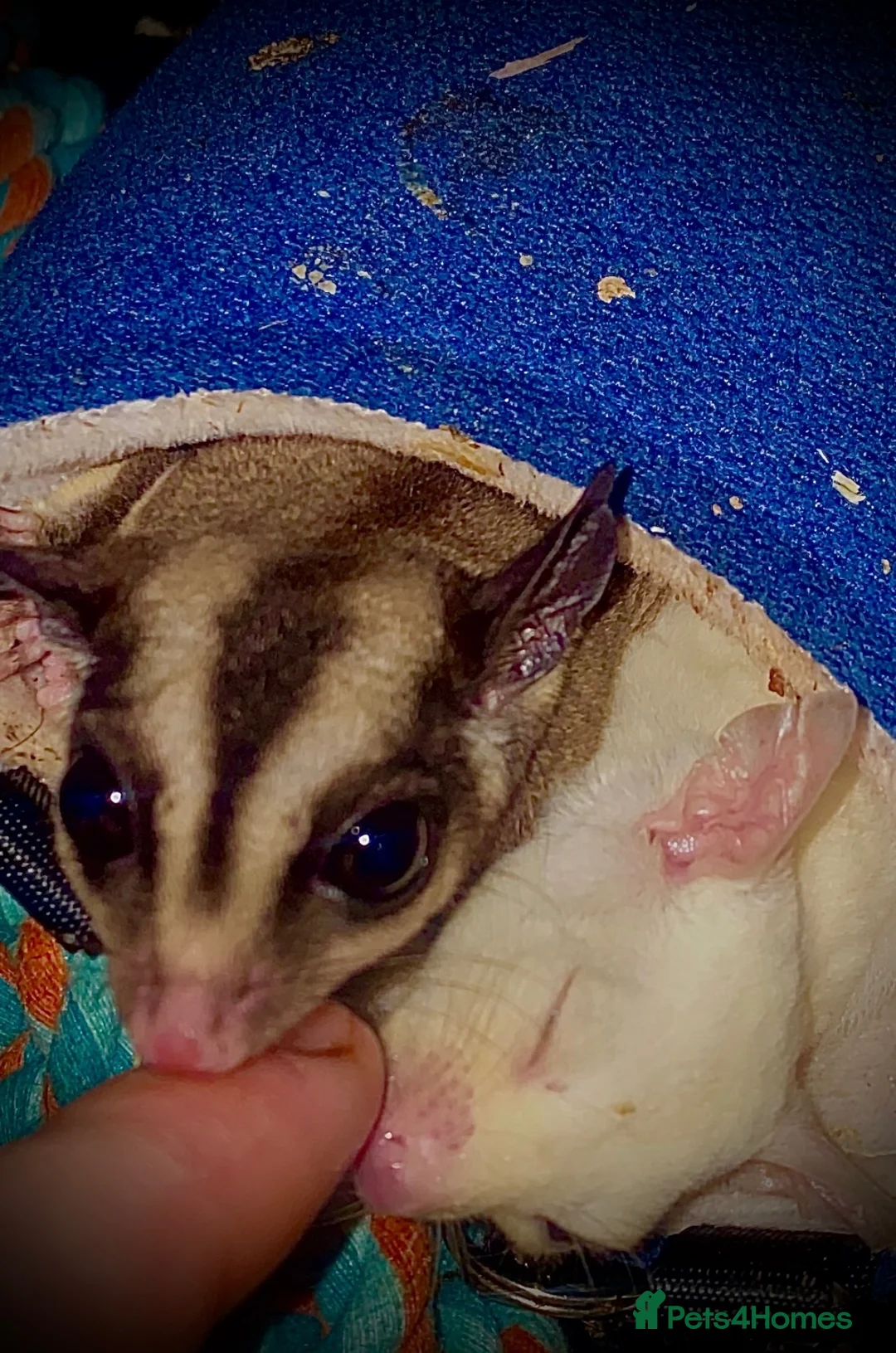 Sugar Glider rodents for sale: Kiwi and Lychee in Leatherhead - Advert 1