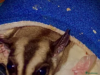 Sugar Glider rodents Kiwi and Lychee - Advert 1