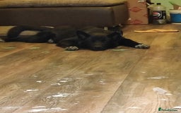 Shepsky dogs for sale: Nyxie - Image 3
