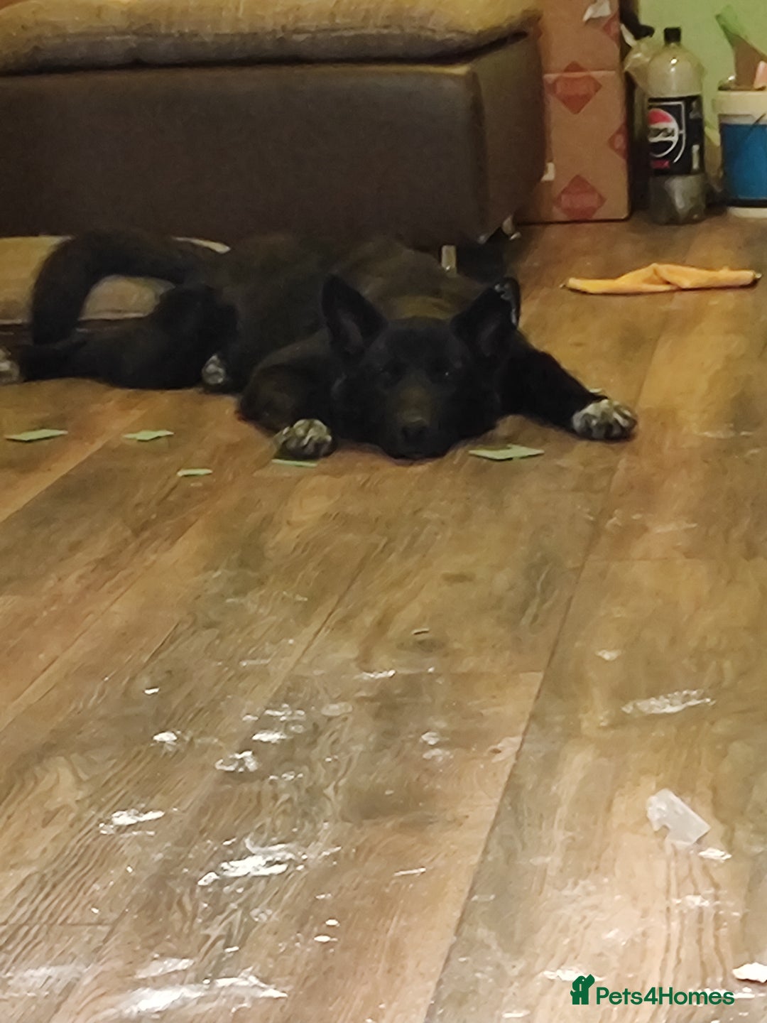 Shepsky dogs for sale: Nyxie - Image 3