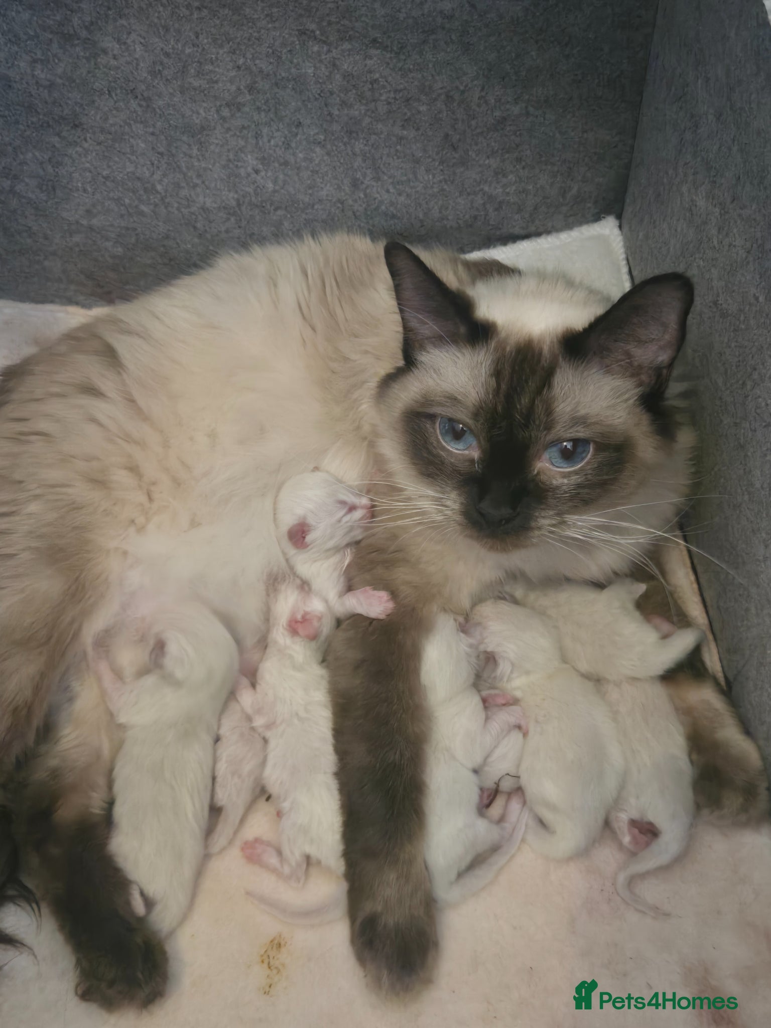 Ragdoll cats Stunning litter of Purebred Ragdoll kittens - Advert 2