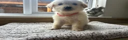 Golden Retriever dogs for sale: Gorgeous golden retriever pups - Advert 9