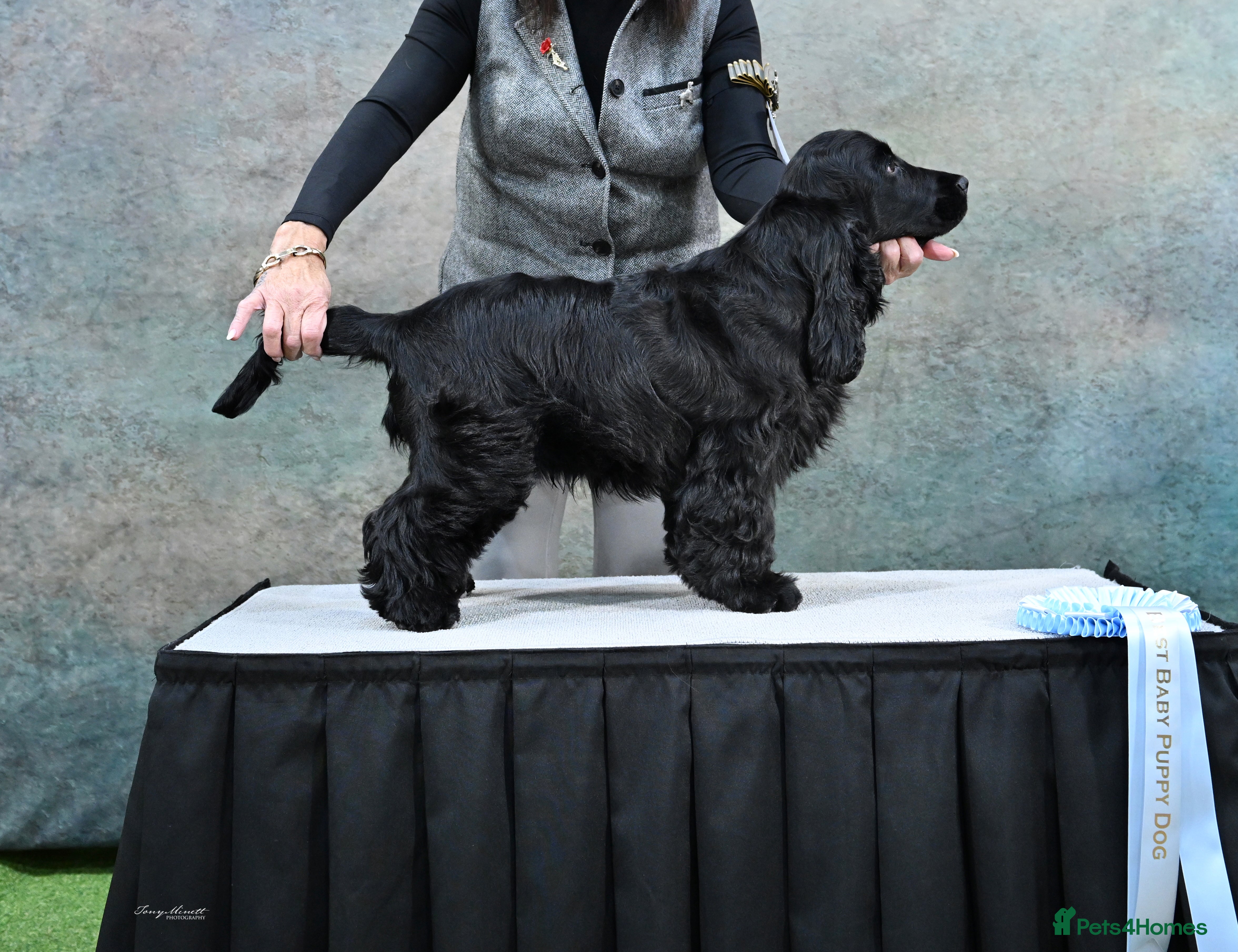 Cocker Spaniel dogs Handsome Thule - Advert 4