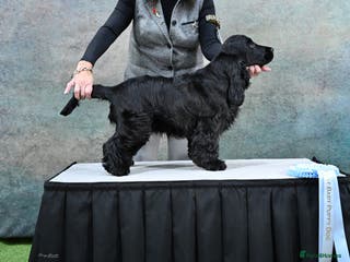 Cocker Spaniel dogs Handsome Thule - Advert 1