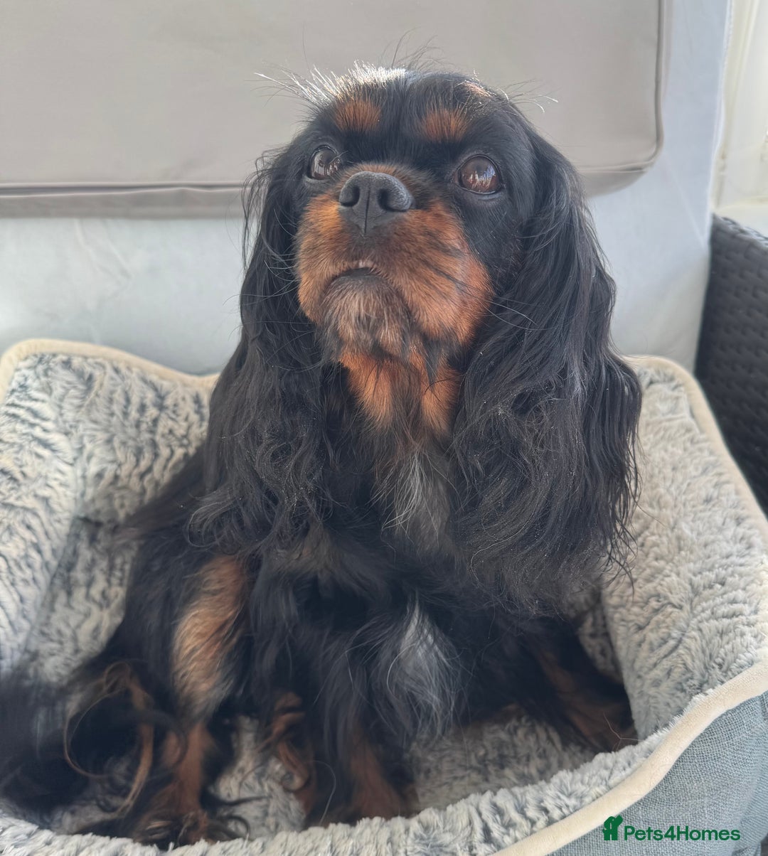 Cavalier King Charles Spaniel dogs for sale: KC REG Health tested one boy available now. - Advert 2
