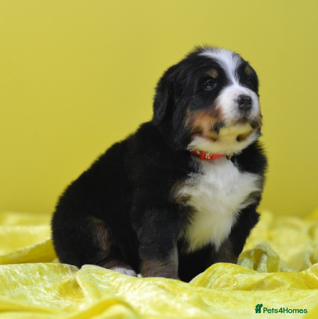 Bernese Mountain Dog dogs for sale: KC REGISTERED LITTER OF BERNESE MOUNTAIN DOG PUPS - Advert 20
