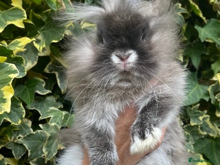 Lionhead rabbits - Advert 9