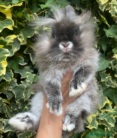 Lionhead rabbits - Advert 5