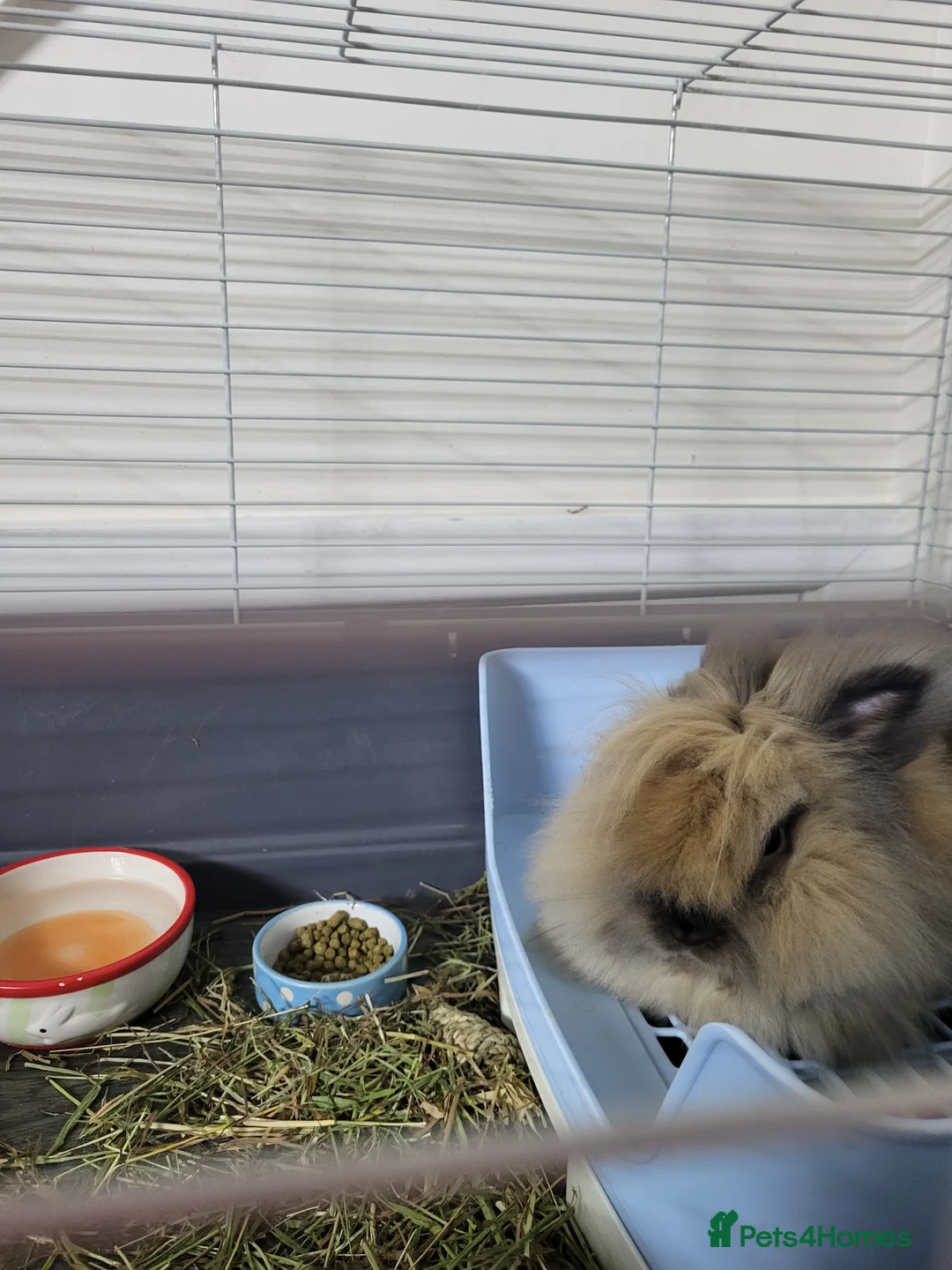 Lionhead rabbits for sale: Lionhead rabbit  - Advert 4