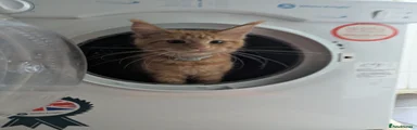 Maine Coon 1