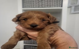 Cavachon dogs for sale: Cavapoochon - Image 11