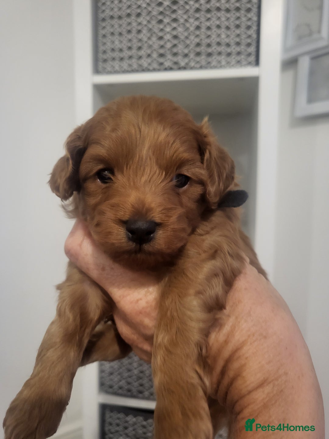 Cavachon dogs for sale: Cavapoochon - Image 11