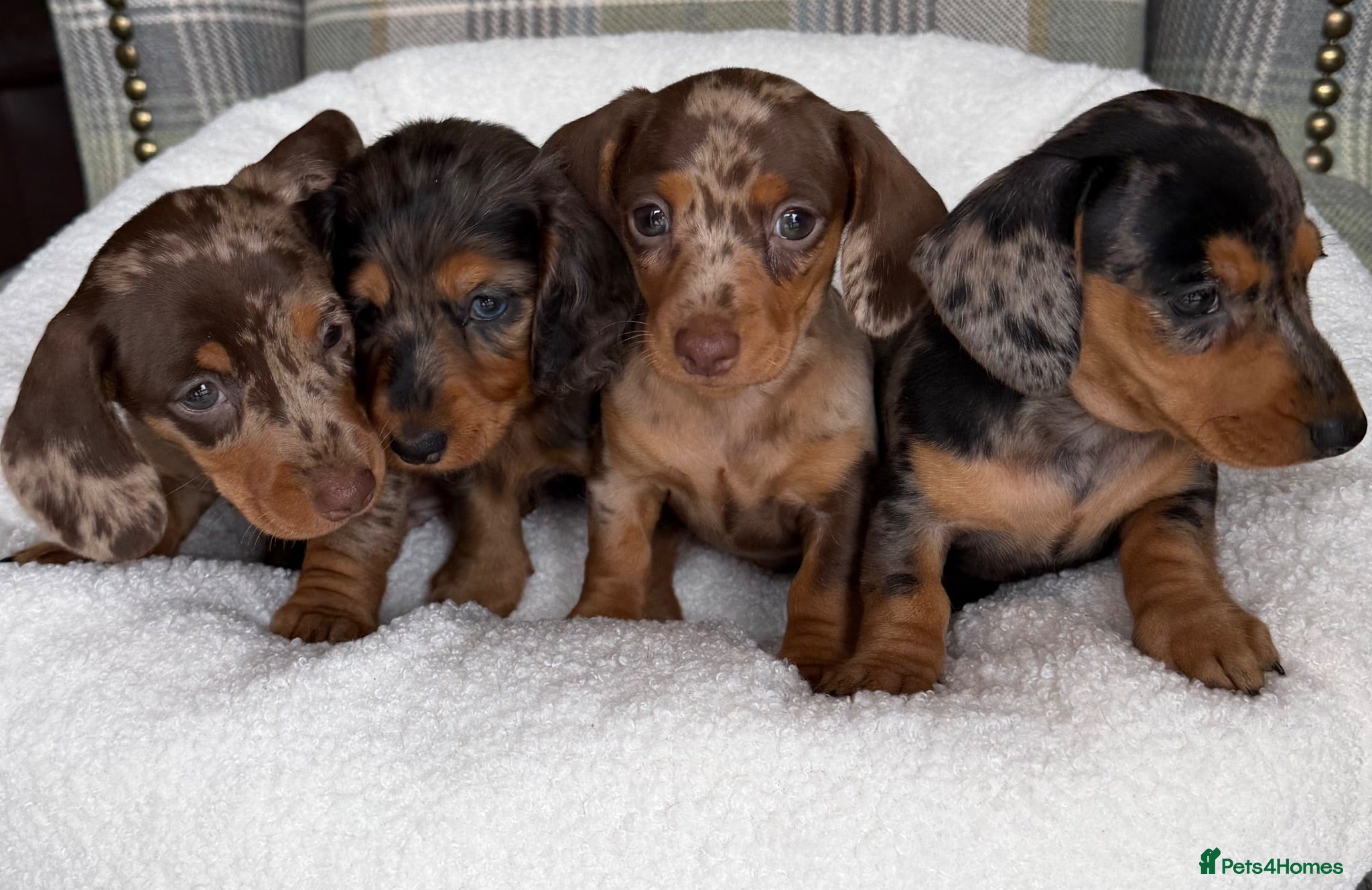 Miniature Dachshund dogs Stunning Dapple Miniature Dachshund’s  - Advert 6
