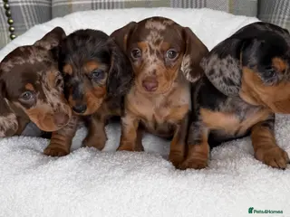 Miniature Dachshund dogs Stunning Dapple Miniature Dachshund’s - Advert 1