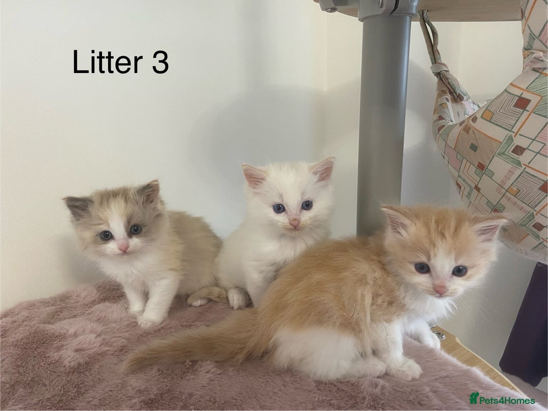 Ragdoll cats for sale: TICA ragdolls cherubim mink sepia solid tabby - Advert 5