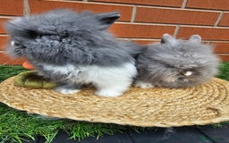Lionhead rabbits for sale: Double Maned lionhead bunnies - Image 3