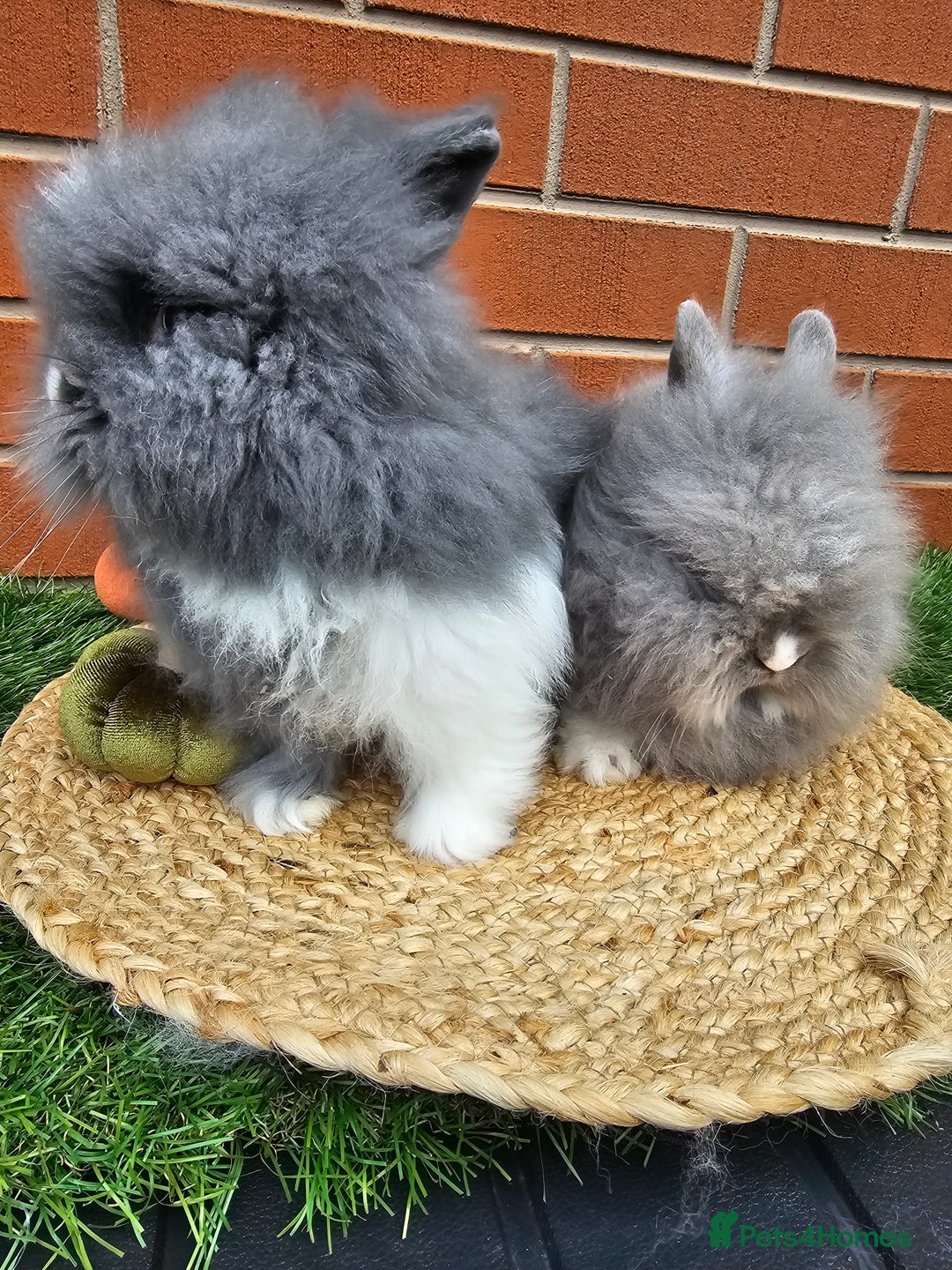Lionhead rabbits for sale: Double Maned lionhead bunnies - Image 3