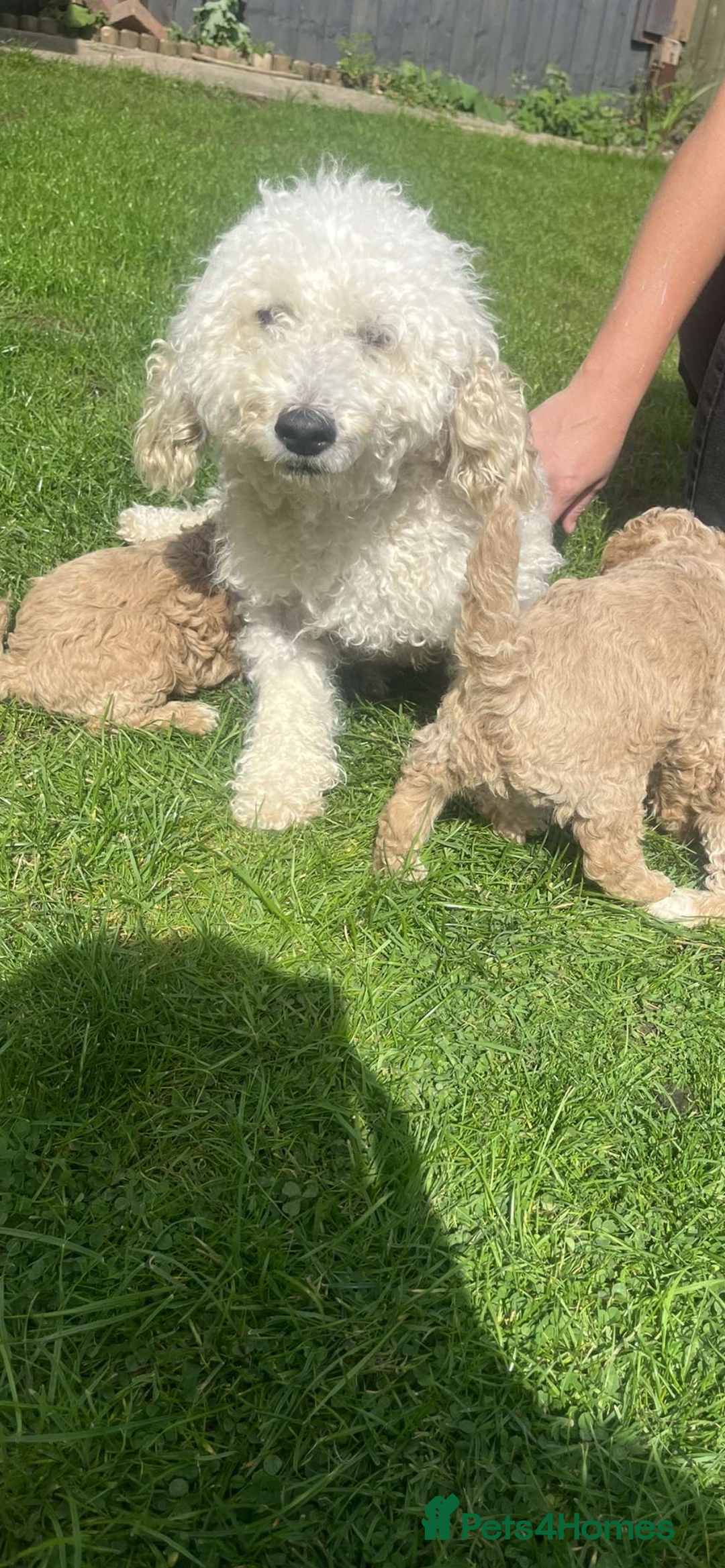 Cavapoo dogs for sale: Cavapoo girls and boys  - Image 8
