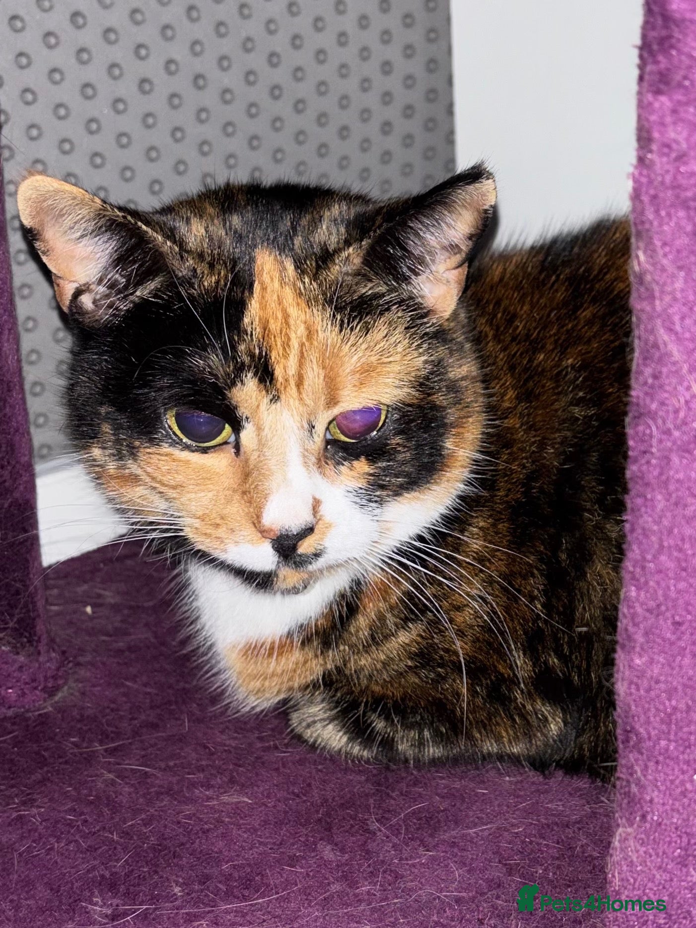 Mixed Breed cats Calico for rehoming - Advert 1