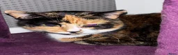Mixed Breed cats for sale: Calico for rehoming - Advert 1