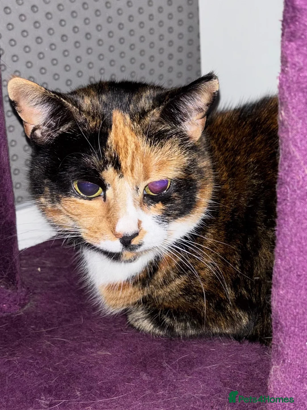 Mixed Breed cats for sale: Calico for rehoming - Advert 1