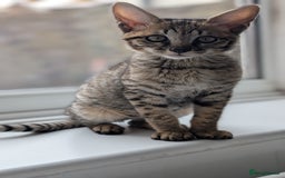 Savannah cats for sale: Savannah F6 female kitten Ready now  - Image 4