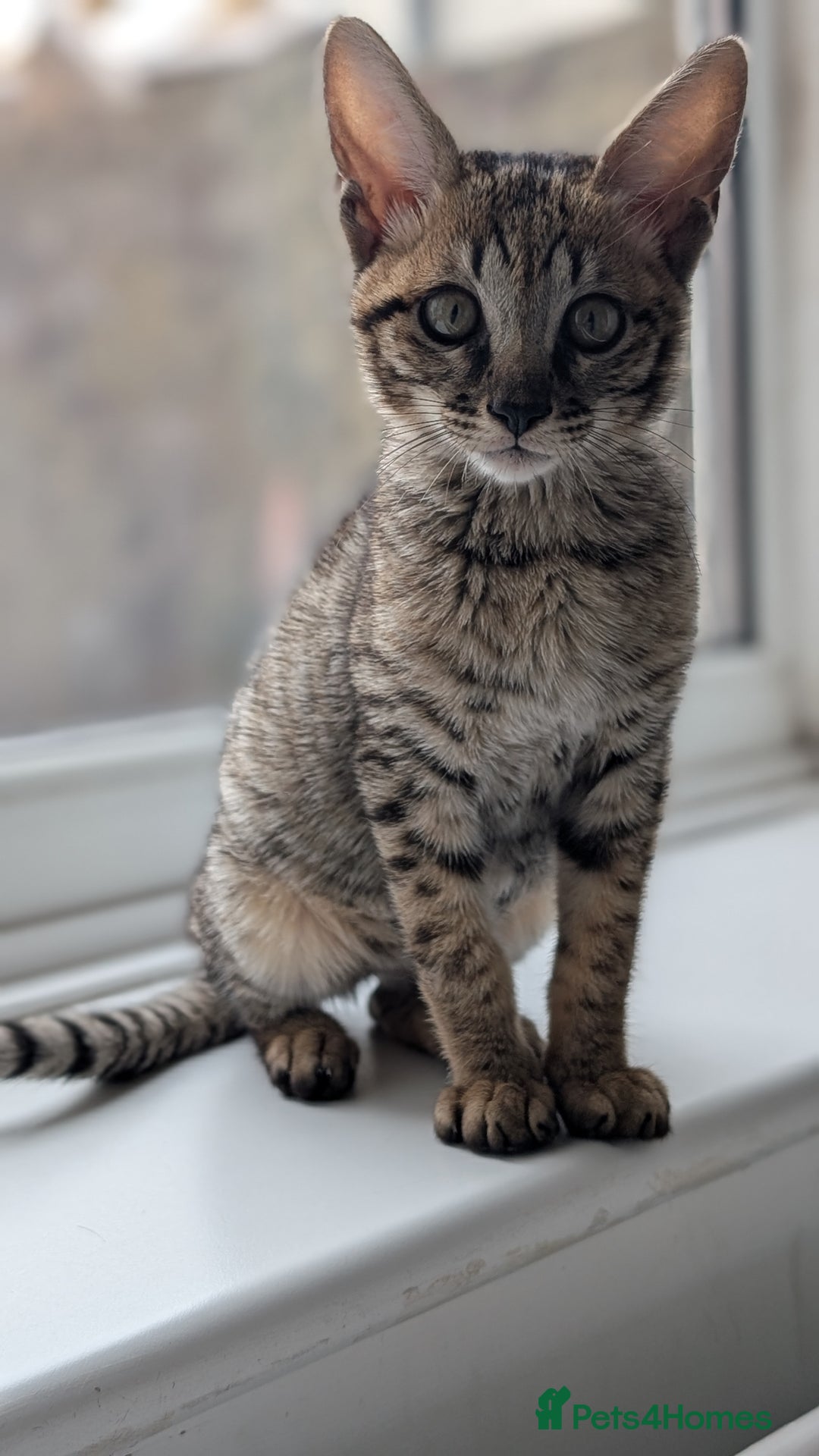 Savannah cats for sale: Savannah F6 female kitten Ready now  - Image 4