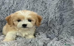 Cavapoo dogs for sale: Cavapoo puppie for sale  - Image 3
