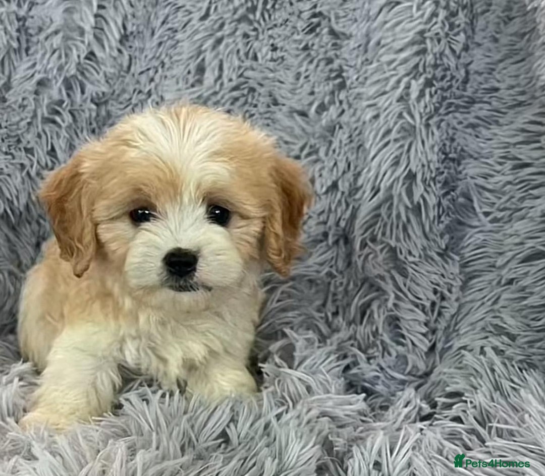 Cavapoo dogs for sale: Cavapoo puppie for sale  - Image 3