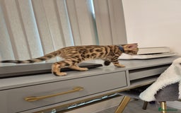 Bengal cats for sale:  🐾Four Beautiful Bengal Kittens🐾 - Image 24