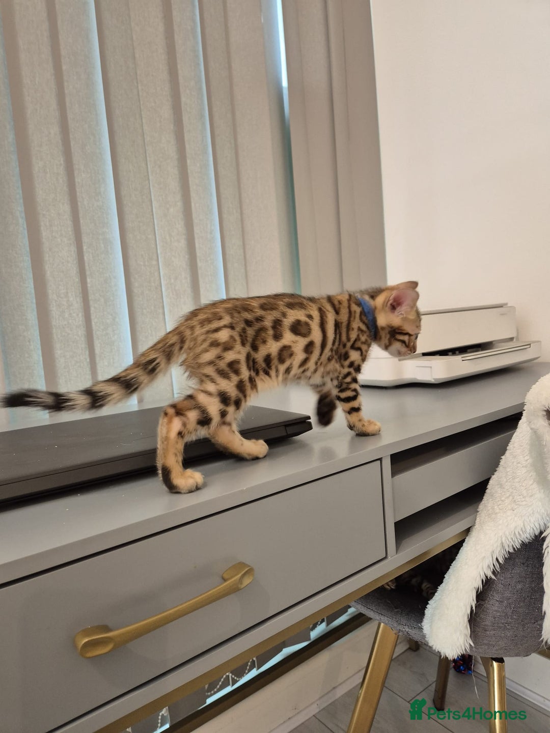 Bengal cats for sale:  🐾Four Beautiful Bengal Kittens🐾 - Image 24
