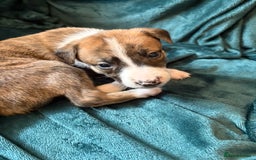 Mixed Breed dogs for sale: Beautiful whippet cross labrador(collie) puppies  - Image 19