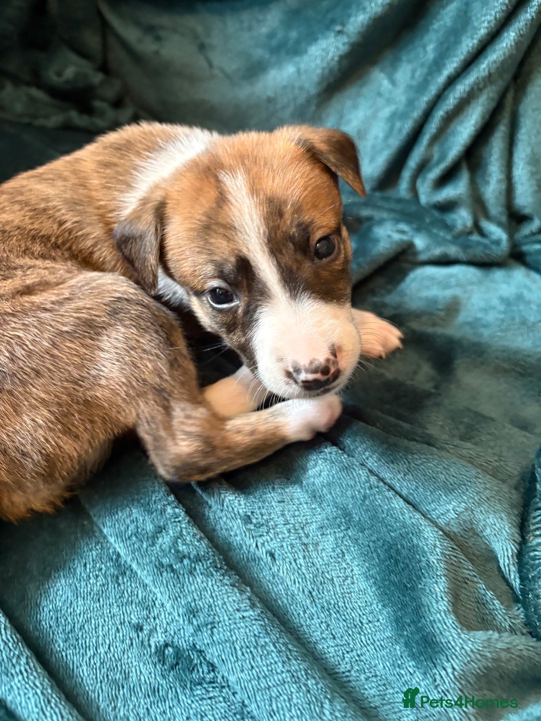 Mixed Breed dogs for sale: Beautiful whippet cross labrador(collie) puppies  - Image 19