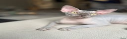 Sphynx cats for sale: Blue Sphynx Active Breeding Potential HCM Clear - Advert 3