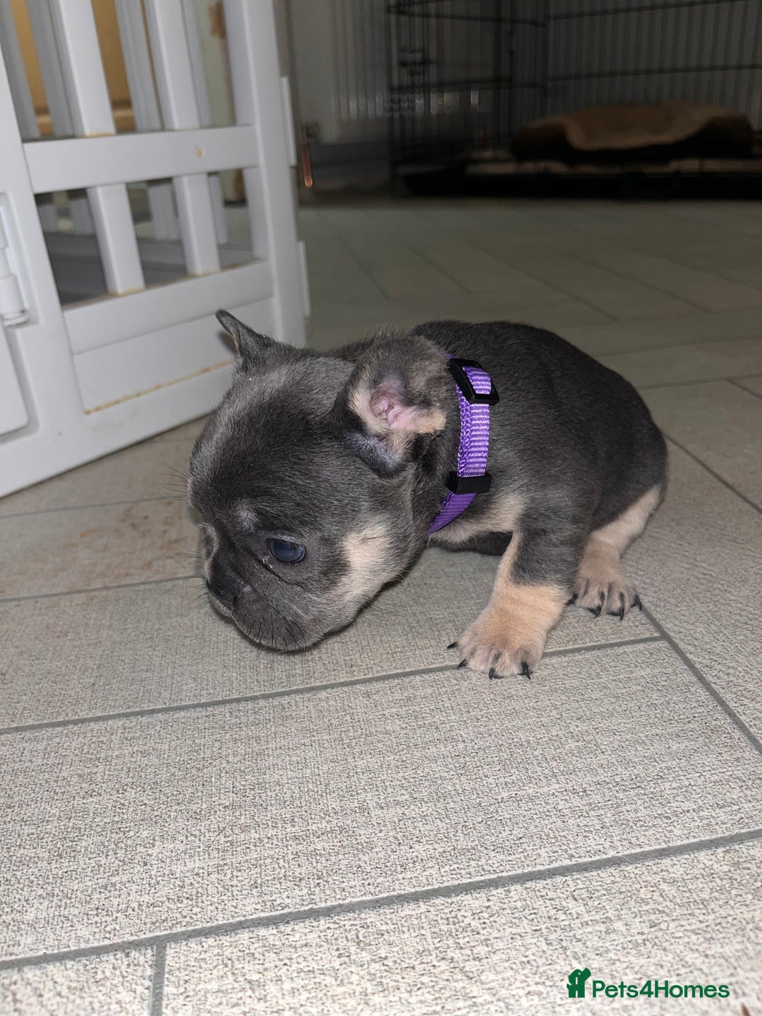 French Bulldog dogs for sale: Cutest frenchies pups  - Advert 35