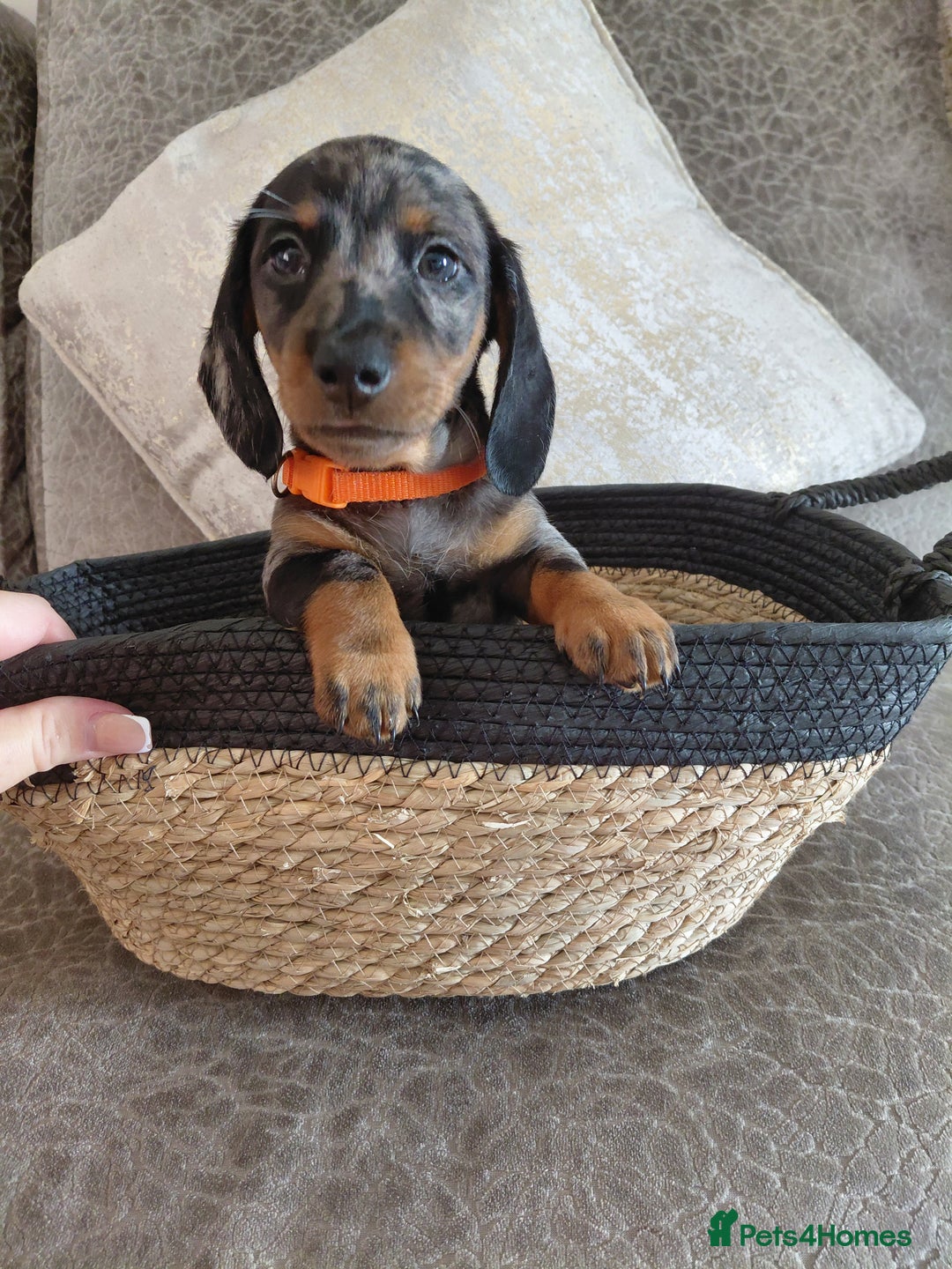 Miniature Dachshund dogs for sale: Ready now beautiful miniature dachshund pups - Image 11