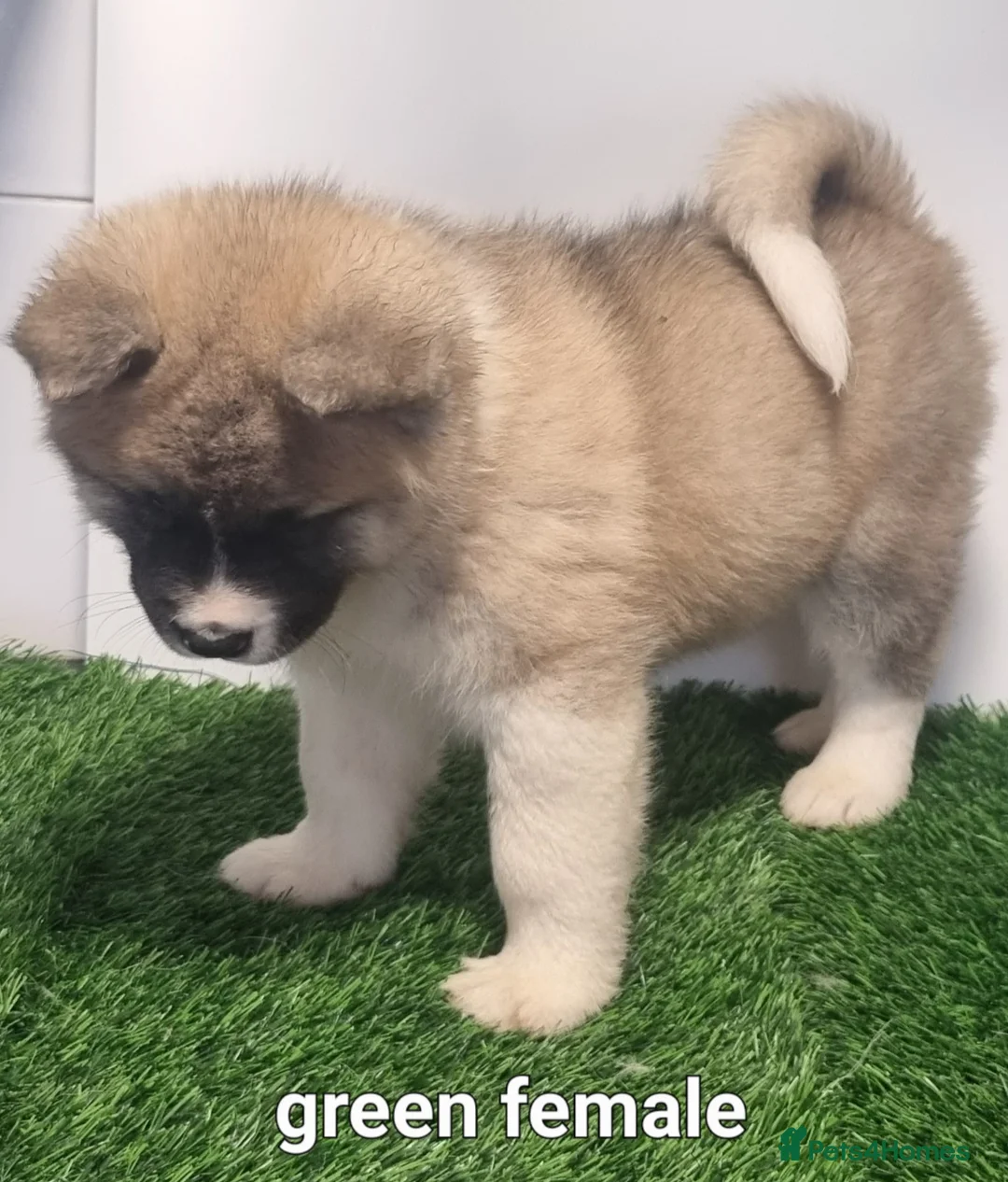 Akita dogs for sale: Akita pups - Advert 5