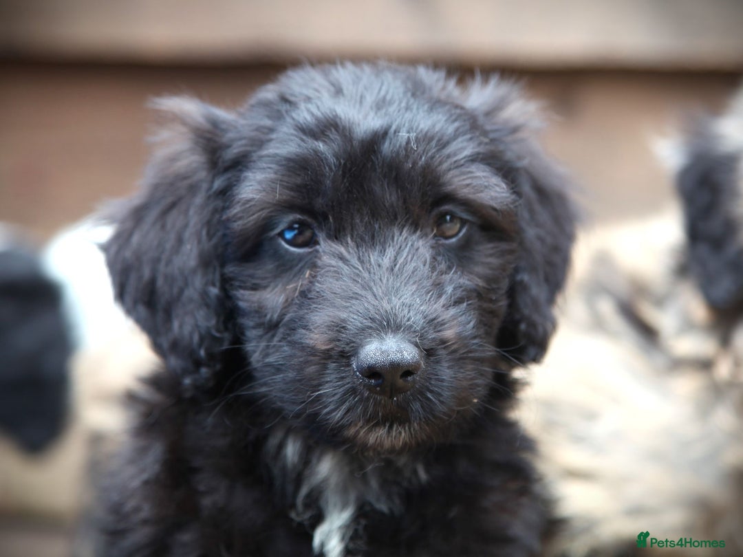 Bordoodle dogs for sale: Bordoodles Raised Right ✨ - Image 4