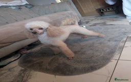 Toy Poodle dogs for sale: Toy poodle boys  - Image 9