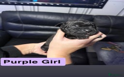 Cane Corso dogs for sale: 12 beautiful cane corso puppies 🐾 - Advert 12