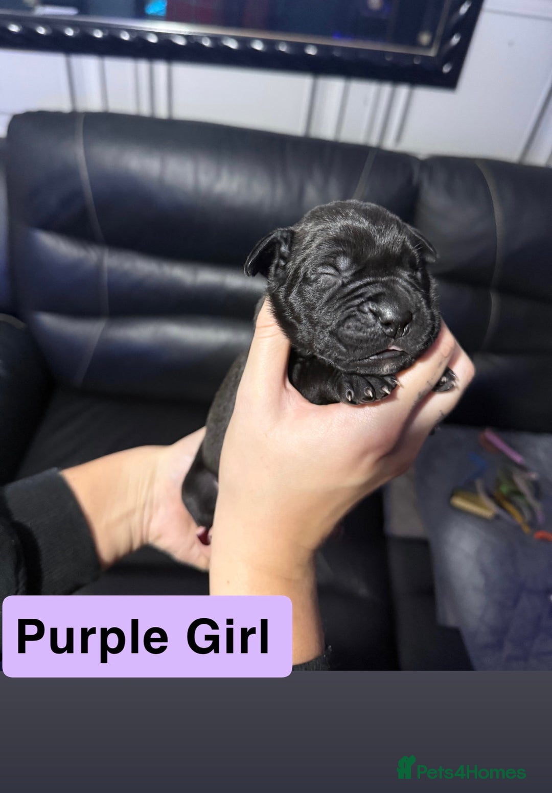 Cane Corso dogs for sale: 12 beautiful cane corso puppies 🐾 - Advert 12