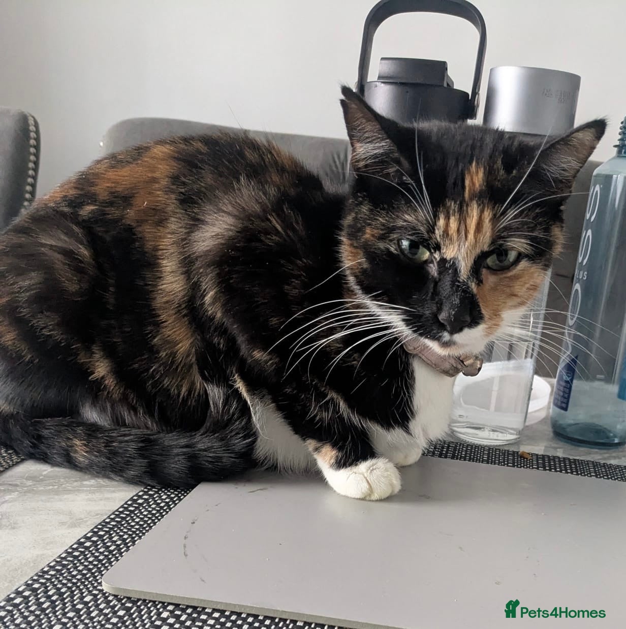 Mixed Breed cats Cute kittens  - Advert 7