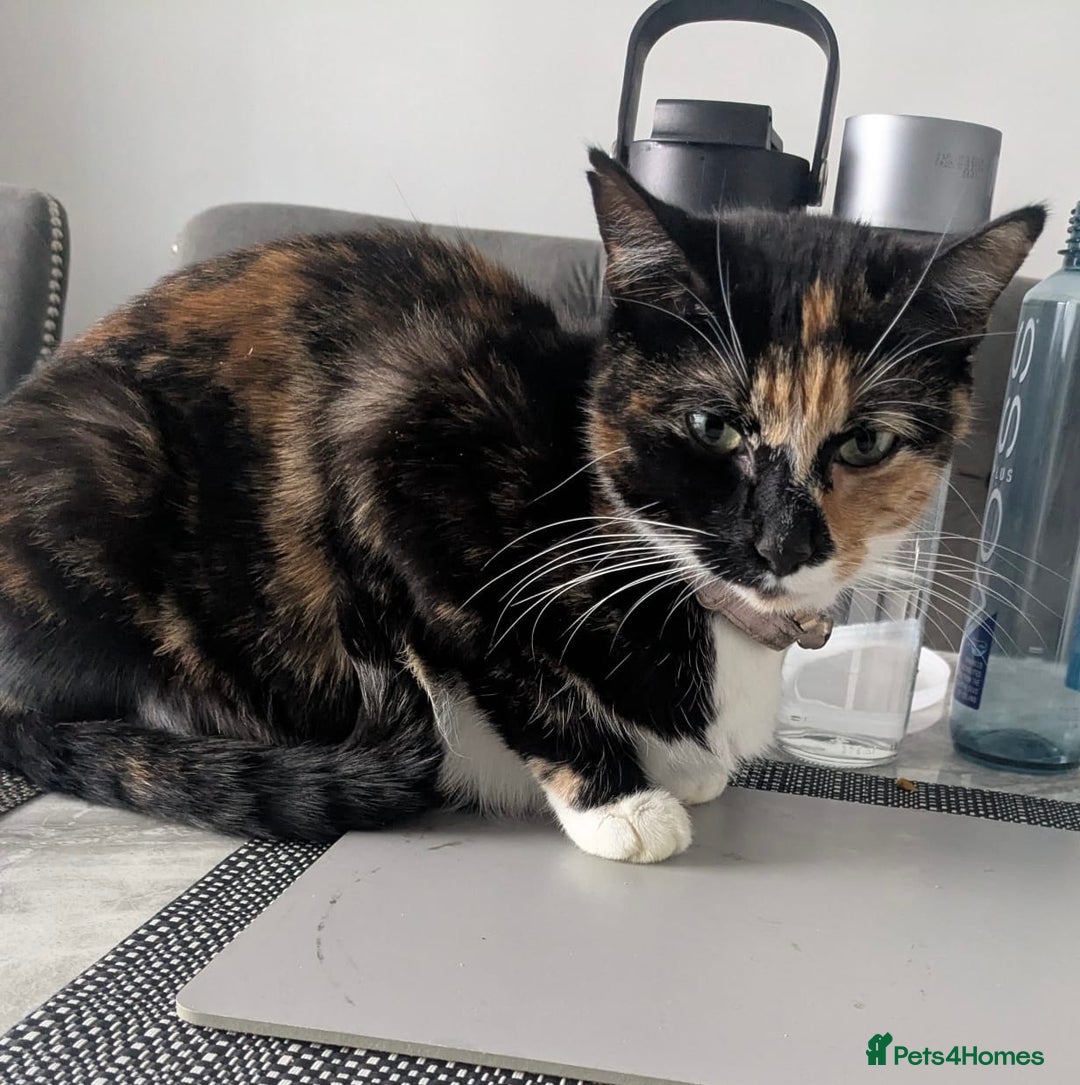 Mixed Breed cats for sale: Cute kittens rehomed only mum left - Advert 1