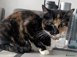 Mixed Breed cats Cute kittens rehomed only mum left - Advert 11