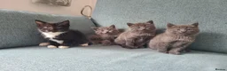 Mixed Breed cats for sale: Kittens are waiting for their forever homes in Rotherham - Advert 9