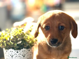 Mixed Breed dogs Last girl remaining - corgi x terrier! - Advert 16