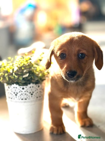 Mixed Breed dogs - Advert 1